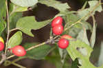 Southern spicebush <BR>Pondberry